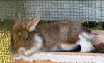 Lief konijn te koop, Dieren en Toebehoren, Konijnen