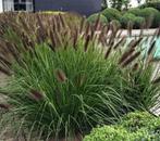 Pennisetum Black beauty, Tuin en Terras, Planten | Tuinplanten, Ophalen, Volle zon, Vaste plant, Siergrassen