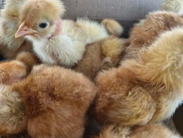 Schattige Kuikentjes van 1 april, zelf uitgebroed beschikbaar voor biedingen
