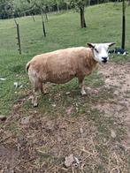Joli texel aussi., Animaux & Accessoires