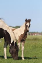 Prachtig bont veulen, Springpaard, Gechipt, Niet van toepassing, 0 tot 2 jaar