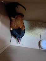 Haan, Dieren en Toebehoren, Pluimvee