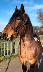 Bomproof Pinto koudbloed!!! Grote goedzak, Dieren en Toebehoren, Paarden, Ruin, Zadelmak, 3 tot 6 jaar, 160 tot 165 cm