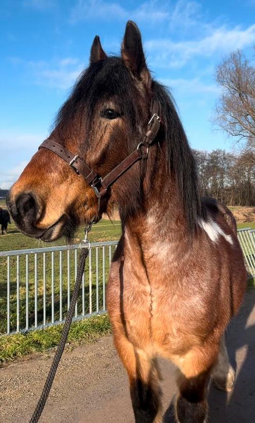 Bomproof Pinto koudbloed!!! Grote goedzak, Dieren en Toebehoren, Paarden, Ruin, Zadelmak, 160 tot 165 cm, 3 tot 6 jaar, Recreatiepaard