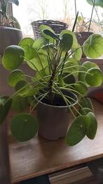 Pannenkoekenplant, Huis en Inrichting, Kamerplanten, Ophalen, Overige soorten, Halfschaduw, In pot