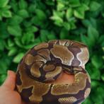 0.1 Python Regius Enchi, Serpent, 0 à 2 ans