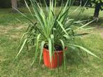 Yucca filamentosa palmlelie, meerdere stuks in de pot, Volle zon, Vaste plant, Zomer, Ophalen
