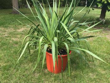 Yucca filamentosa palmlelie, meerdere stuks in de pot  beschikbaar voor biedingen
