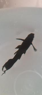Black Molly  Gratis!!!, Dieren en Toebehoren