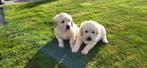 Golden Retriever pups, Dieren en Toebehoren, Golden retriever, België, CDV (hondenziekte), 8 tot 15 weken
