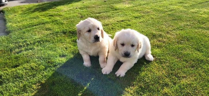 Golden Retriever pups, Dieren en Toebehoren, Honden | Retrievers, Spaniëls en Waterhonden, Meerdere dieren, Golden retriever, Fokker | Professioneel
