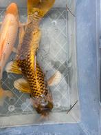 Gratis 70 cm kromme koi, Dieren en Toebehoren, Karper of Koi