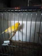 Kanarie, Animaux & Accessoires, Oiseaux | Canaris