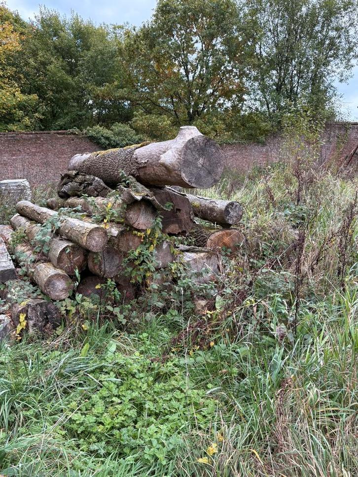 Lot de troncs d'arbres, Jardin & Terrasse, Bois de chauffage, Troncs d'arbres, Autres essences de bois, 6 m³ ou plus, Enlèvement ou Envoi