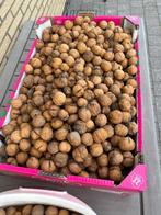 Walnoten, Diversen, Ophalen