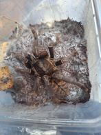 Koppel Vietnamese earth tiger spinnen