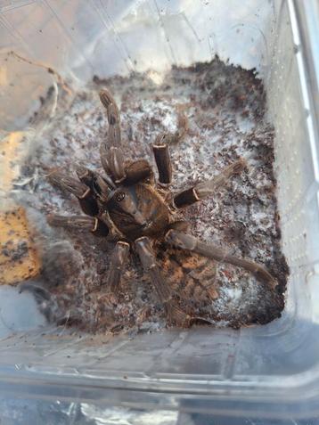 Koppel Vietnamese earth tiger spinnen beschikbaar voor biedingen