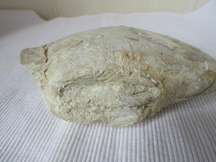 Formidabel fossiel van een „ronde” oester, Verzamelen, Mineralen en Fossielen, Fossiel, Ophalen of Verzenden