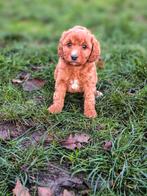 Bij ons geboren Uniek mooie Poedeltjes, Dieren en Toebehoren, Honden | Chihuahua's en Gezelschapshonden, Poedel, België, CDV (hondenziekte)