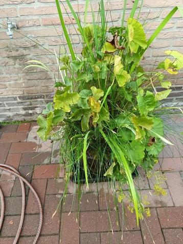 waterplant mand met verschillende planten beschikbaar voor biedingen