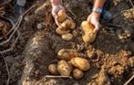 aardappelen te koop, Zakelijke goederen, Landbouw | Aardappelen, Groenten, Fruit en Vlees, Ophalen of Verzenden