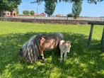 Mini Shetland merrie met veulen, Dieren en Toebehoren, Pony's, Meerdere dieren