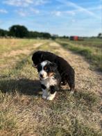 Parchtige Australische herder pups (aussie), België, Fokker | Hobbymatig, CDV (hondenziekte), 8 tot 15 weken