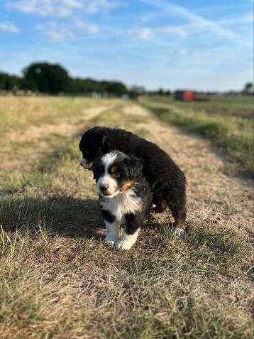 Parchtige Australische herder pups (aussie), Dieren en Toebehoren, Honden | Herdershonden en Veedrijvers, België, Fokker | Hobbymatig