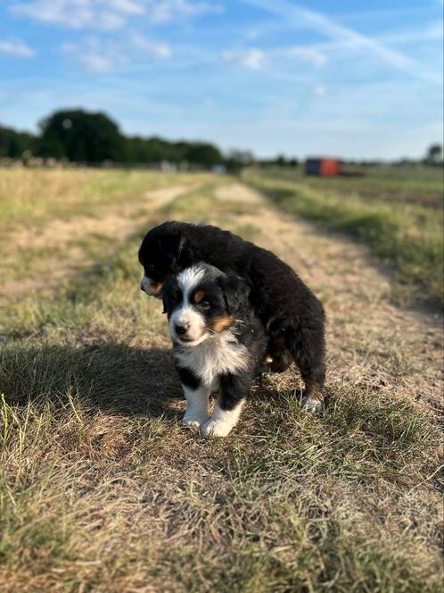 Parchtige Australische herder pups (aussie), Dieren en Toebehoren, Honden | Herdershonden en Veedrijvers, Meerdere dieren, Herder