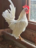 Serama haantje, Dieren en Toebehoren