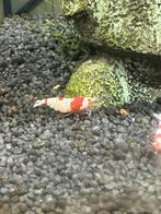 Garnalen (Crystal Red Shrimp), Dieren en Toebehoren, Kreeft, Krab of Garnaal, Zoetwatervis