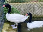 Zwarthalszwanen, Plusieurs animaux, Oie ou Cygne