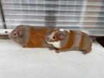 Jonge cavia’s, Dieren en Toebehoren, Cavia, Tam