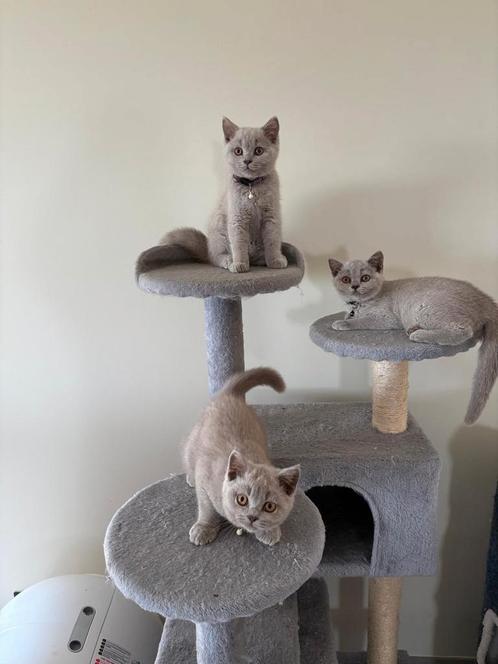 Britse korthaar kittens, Dieren en Toebehoren, Katten en Kittens | Raskatten | Korthaar, Meerdere dieren, 0 tot 2 jaar, Gechipt