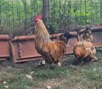 Mooie koppel krielkippen, Dieren en Toebehoren, Pluimvee, Meerdere dieren, Kip