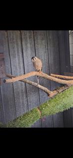 Amerikaanse torenvalk, Enlèvement