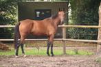 Super brave 5 jarige merrie, Dieren en Toebehoren, Paarden, Merrie, Zadelmak, 3 tot 6 jaar, Gechipt
