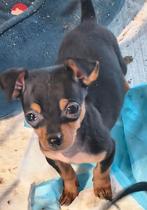 Pincherpupjes, Dieren en Toebehoren, Honden | Bulldogs, Pinschers en Molossers, Parvo, België, Fokker | Hobbymatig, 8 tot 15 weken