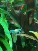 20 Blue Jelly neocaridina voor 10€ - garnalen - vuurgarnalen, Dieren en Toebehoren, Vissen | Aquaria en Toebehoren, Ophalen, Nieuw