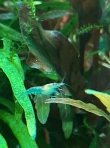 20 Blue Jelly neocaridina pour 10€ - crevettes