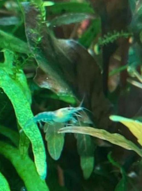 20 Blue Jelly neocaridina pour 10€ - crevettes, Animaux & Accessoires, Poissons | Aquariums & Accessoires, Neuf, Enlèvement