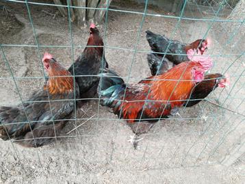 Broedeieren van marans koperhals beschikbaar voor biedingen