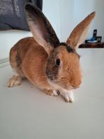 Lapin mâle nain, âgé de 3 mois., Animaux & Accessoires, Lapins
