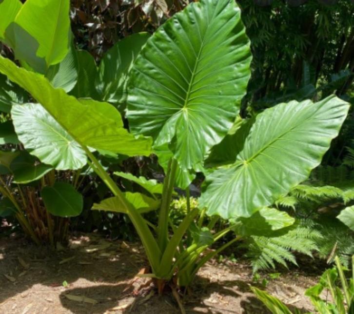 Alocasia Gageana, Tuin en Terras, Planten | Tuinplanten, Vaste plant, Overige soorten, Halfschaduw, Zomer, Ophalen