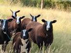 Zwartbles te koop, Dieren en Toebehoren