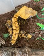 Volwassen halloween man, Dieren en Toebehoren, Reptielen en Amfibieën, Overige soorten, 0 tot 2 jaar
