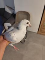 Postduif met ring, Dieren en Toebehoren, Vogels | Duiven, Geslacht onbekend, Postduif