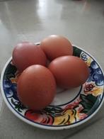 12 scharreleieren, Diversen, Levensmiddelen, Ophalen