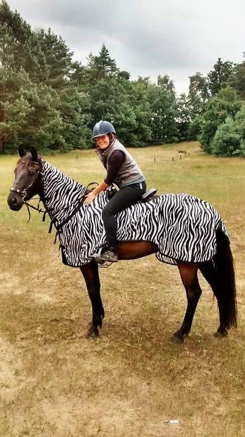 Verzorgpaard of halve stal, Dieren en Toebehoren, Paarden