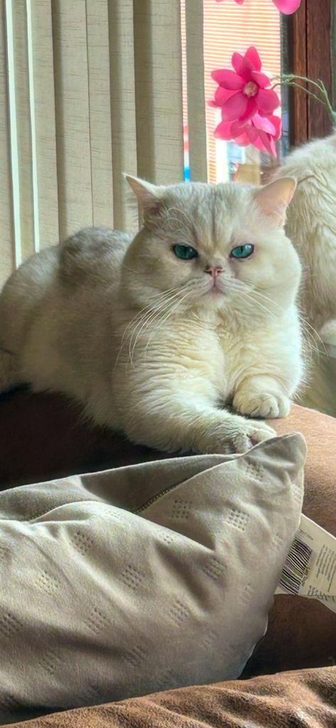 Brits korthaar, Ayaz, dekkater, niet te koop, Dieren en Toebehoren, Katten en Kittens | Dekkaters, 3 tot 5 jaar